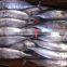Frozen Bonito tuna