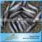 Hot Selling 18 months Shelf Life Good Quality About Frozen Bonito