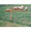 grassland net