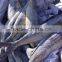 whole round Coryphaena hippurus IQF frozen mahi mahi fish