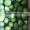 SEEDLESS LIME ON CROP 2016 HOT SALE BEST PRICE HIGH QUALITY