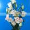 Hot selling long stem fresh cut pink eustoma flowers grandiflorum flowers