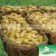 Fresh potato/2014 fresh potato /China fresh potato