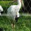 stainless steel aviary mesh for bird cage enclosure