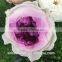 wholesale preserved roses preserved flowers dried flowers Austin rose