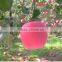 Yantai Fresh Fuji Apple Gala Full Red Apple