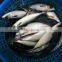 Frozen Scomber Japonicus Fish