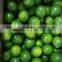 Fresh green seedless lime