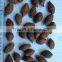 Vietnam Malva Nut, Niranjan Phal, Sterculia Lychnophora, New Crop 2016!!!!!