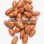 Peanuts Bold
