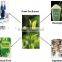 Green Tea Extract Powder with Top Quality from GMP Manufacturer