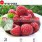 price from China Frozen raspberry whole/crumble good quality best price