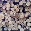 Timber Log / Sawlogs /Wood round logs