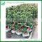 Natural Plants Ficus Microcarpa Bonsai