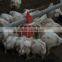 2016 advanced automatic broiler breeder chicken poultry equipment