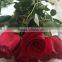 Natural Fresh cut rose flowers fresh cut flowers with top quality