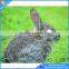 PVC coated Hexagonal wire netting /chicken wire / hexagonal wire mesh