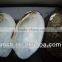 natural raw thick chinese river triangle shell/raw shells