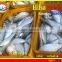 FROZEN HILSA SARDINE WHOLE ROUND