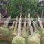 Ficus irregularis