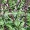 Ocimum Basilicum