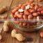 Peanuts wholesale peanuts with best price/High quality new 2021 dried shelled peanuts for food from Vietnam
