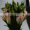 Excellent quality sorbonne lilies flowers with leaves