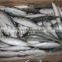 horse mackerel fish