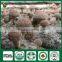 Mushroom Fungi China Wholesale Fresh Dried Organic Edibal Shiitake Mushroom