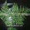 Top Quality Fern Plant For Hotel Living Room Fern Leaf