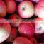 Qinguan Apples/Fresh Qinguan Apples/Delicious Qinguan Apples