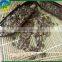 Pumpkin seed grow without shell GWS low price