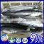 FROZEN KINGFISH SPANISH MACKEREL