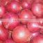 fresh onion export to dubai