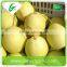 2015 new crop fresh shandong pear