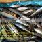 Whole Sale New Coming Pacific/Chub Frozen Mackerel