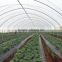 RoughBrothers Tunnel-600 Single Span low cost Agricultural tunnel greenhouse