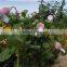Thailand Hot Product Rose Flower Packaging Wrap Netting
