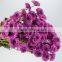  china hot selling chrysanthemum from yunnan