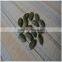 2015 New Crop GWS Pumpkin Seeds Grown Without Shell,China Pumpkin Seed Kernels GWS AA &A For sale