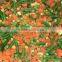 Frozen IQF Vegetables and IQF Frozen Fruits