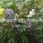 Bird Decoy retail Plastic Hunting Decoy Plastic Turtle animal Bait Sample Prey Hunting Tool Animal Home Garden Decoration