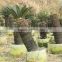 Green sago palm houseplant design perennials plants
