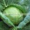 FRESH CABBAGE NEW CROP WITH DELICIOUS TASTE AND COMPETITIVE PRICE