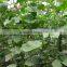 Liquid Bio Fulvic Acid Seaweed Concentrate Fertilizer