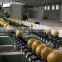 Kiwi Fruit Grading Machine Sorter Grader