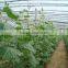 greenhouse price