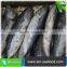 Carton or Woven Bag Packed Fat Content 16%-18% Cleaned Bonito