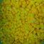 Frozen Yellow Peach Dice