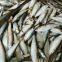 Sardine Fish Export Frozen Sardine Fish Whole Round Frozen Sardine Fish